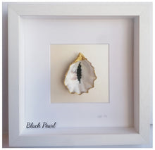 Load image into Gallery viewer, Oyster Shell - Black Pearl
